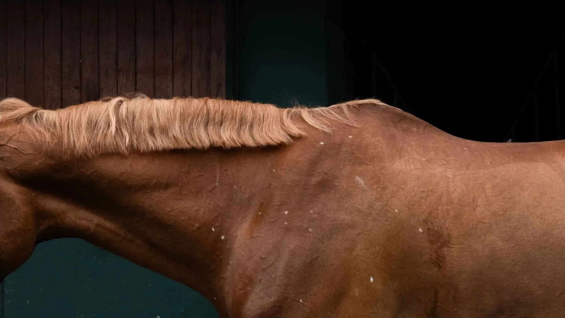 Dettaglio del collo e della criniera di un cavallo in scuderia.